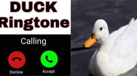 duck ringtone